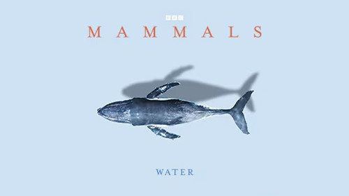 Water still