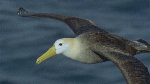 Galapagos Season 1 Episode 1 - Born of Fire