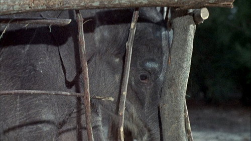 Flipper Season 1 Episode 24 - Flipper and the Elephant (1)