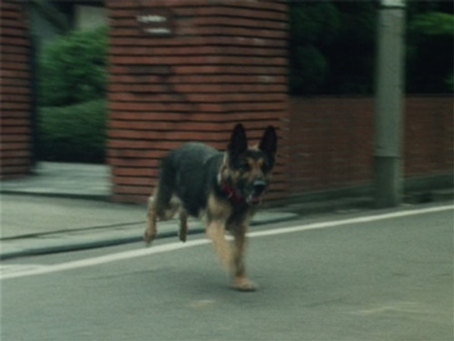 The Bomb-Setting Dog still