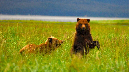 Nature Season 30 Episode 6 - Fortress of the Bears