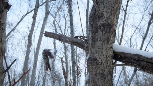 Life Below Zero Season 23 Episode 5 - Dog Eat Dog