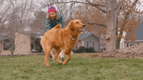 The Wizard of Paws Season 2 Episode 6 - Zoey