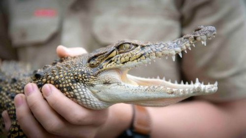 Crikey! It's the Irwins Season 3 Episode 10 - Backyard Croc Rescue