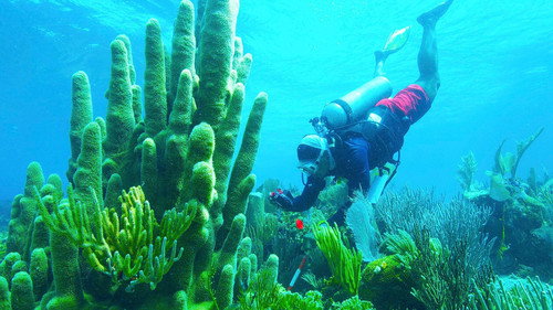 Nature Season 41 Episode 12 - Treasure of the Caribbean