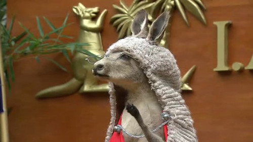 I'm a Celebrity...Get Me Out of Here! Season 10 Episode 8 - Unfairground