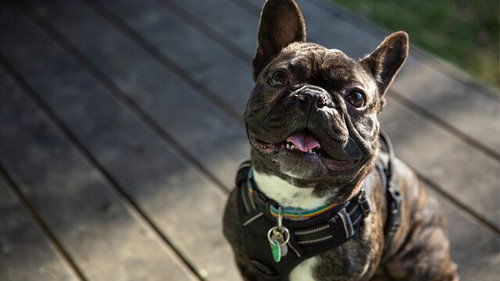 The Dog House Season 4 Episode 8 - Episode 8