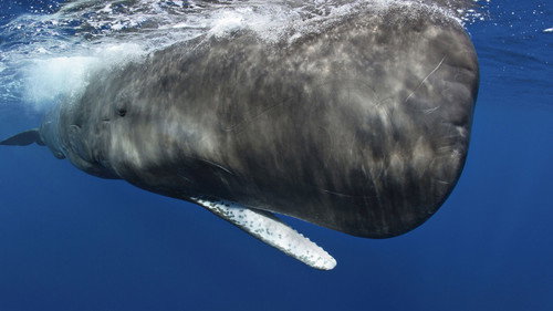 Nature Season 30 Episode 8 - Ocean Giants: Giant Lives