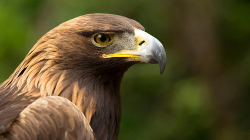 NOVA Season 47 Episode 8 - Eagle Power