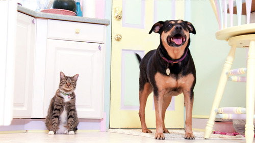 Too Cute Season 6 Episode 2 - Rescue Kittens & Water Babies: Pint-Sized