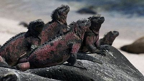 Natural World Season 16 Episode 11 - The Dragons of Galapagos
