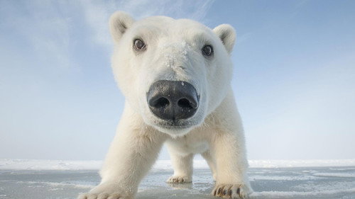 Nature Season 35 Episode 6 - Snowbound: Animals of Winter