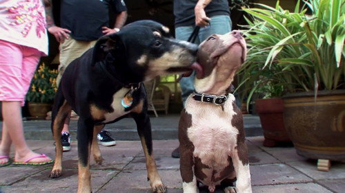 Pit Bulls and Parolees Season 5 Episode 3 - Pitch Black
