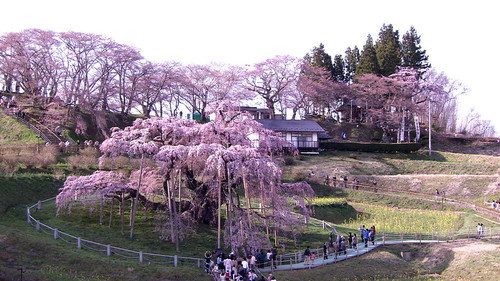 Seasoning the Seasons Season 5 Episode 4 - Cherry Blossoms will Bloom: Miharu, Fukushima