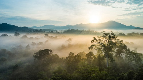 Eden: Untamed Planet Season 1 Episode 1 - Borneo: Sacred Forest
