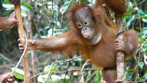 Orangutan Jungle School Season 1 Episode 1 - And So It Begins