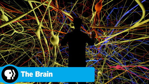 The Brain with David Eagleman Season 1 Episode 1 - What is Reality?