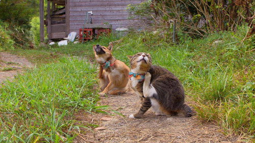 A Cat's-Eye View of Japan Season 5 Episode 9 - Chiba: Matching Poses