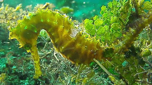 David Attenborough's Natural Curiosities Season 2 Episode 9 - Strange Parents