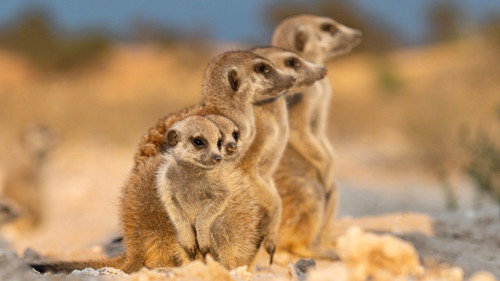 Meerkat Manor: Rise of the Dynasty Season 1 Episode 3 - Paradise Lost