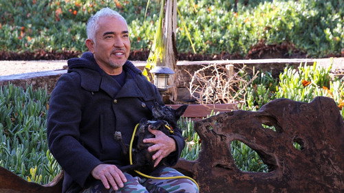 Cesar Millan: Better Human, Better Dog Season 1 Episode 7 - Twin Trouble
