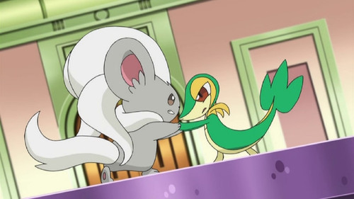 Pokémon Season 16 Episode 1 - Beauties Battling for Pride and Prestige!