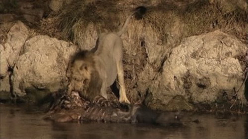 Natural World Season 25 Episode 1 - The Last Lions of India