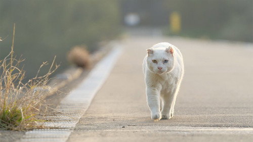 A Cat's-Eye View of Japan Season 1 Episode 9 - Shimanto River: A Clear Stream