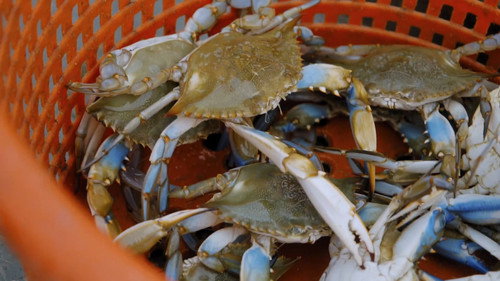 MeatEater Season 8 Episode 3 - Ghosts of the Chesapeake (1)