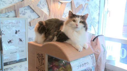 Japanology Plus mini Season 3 Episode 1 - Cats and Japan