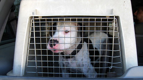 Pit Bulls and Parolees Season 1 Episode 1 - Second Chance Ranch