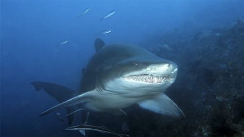 Bushwhacked! Season 1 Episode 9 - Grey Nurse Shark