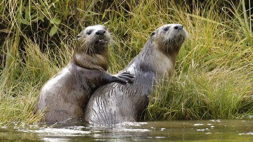 Nature Season 16 Episode 6 - Yellowstone Otters