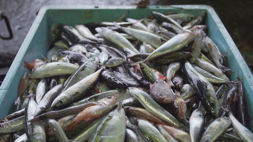 Zero Waste Life Season 1 Episode 7 - Zako: Trash Fish Is Treasure