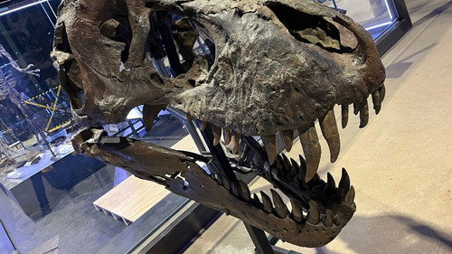 The Dinosaur Fossil Business still
