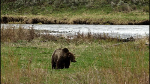 60 Minutes Season 53 Episode 5 - Treating COVID-19 Today, The Lincoln Project, Grizzlies