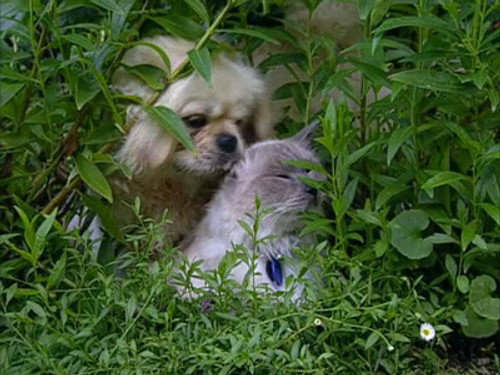 The Osbournes Season 2 Episode 7 - Meow Means No!