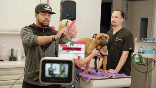 The Vet Life Season 1 Episode 8 - Lights, Camera, Action!