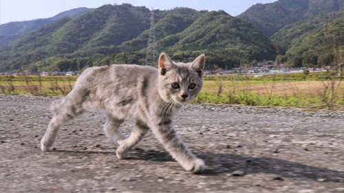 A Cat's-Eye View of Japan Season 2 Episode 1 - Shimane: Myths and Crafts of Izumo