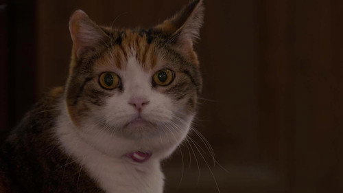 A Cat's-Eye View of Japan Season 5 Episode 8 - Oita: Warming Up in Yufuin