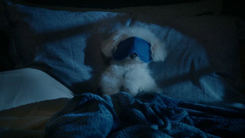 Poppa's House Season 1 Episode 9 - Puppy