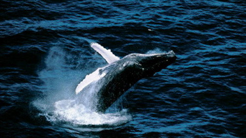 Earth from Above Season 1 Episode 3 - Sea and Oceans: Deep Blue