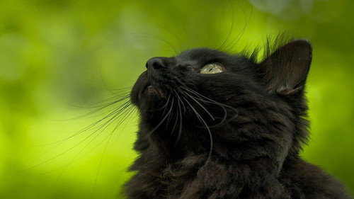 A Cat's-Eye View of Japan Season 3 Episode 7 - Toyama: The Fruits of a Fall Harvest