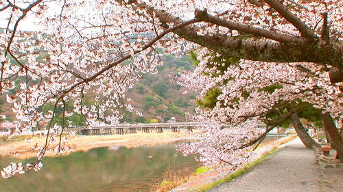 Core Kyoto Season 1 Episode 4 - Hanami: Kyoto's Cherry Viewing Festivities in the Spring