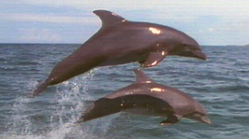 Nature Season 10 Episode 20 - Dolphins: Close Encounters