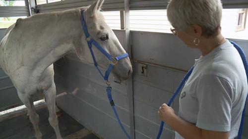 The Incredible Dr. Pol Season 14 Episode 10 - Beauty & the Bees