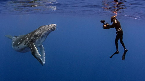 Nature Season 38 Episode 9 - The Whale Detective