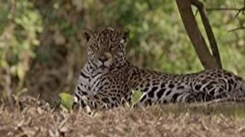 The Secret Lives Of Big Cats Season 1 Episode 6 - The Secret Lives of Jaguars