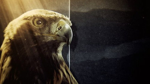 Natural World Season 39 Episode 9 - Super Powered Eagles