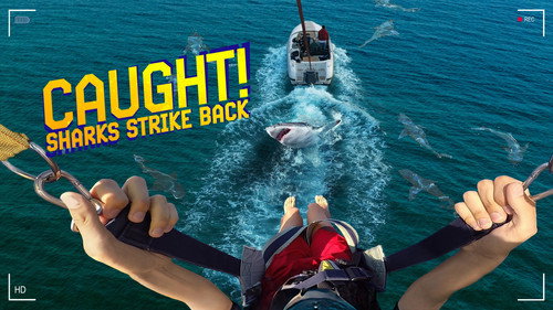 Shark Week Season 38 Episode 14 - Caught! Sharks Strike Back